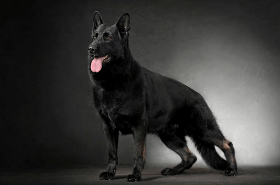 Black German Shepherd Dog S History And Breed Guide Comparison