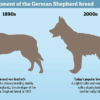 The Adoption of Furry Beasts: Black German Shepherds