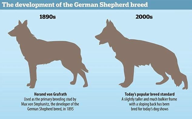 The Adoption of Furry Beasts: Black German Shepherds