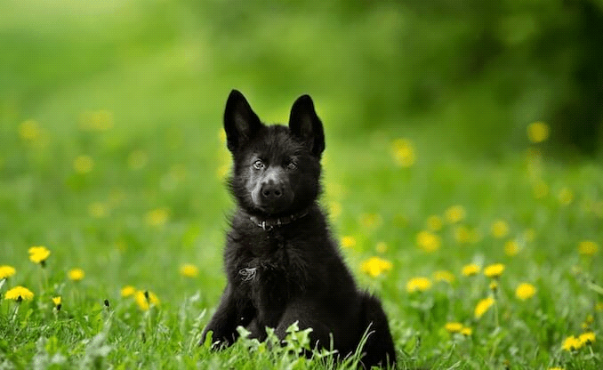 second name to Black German Shepherd