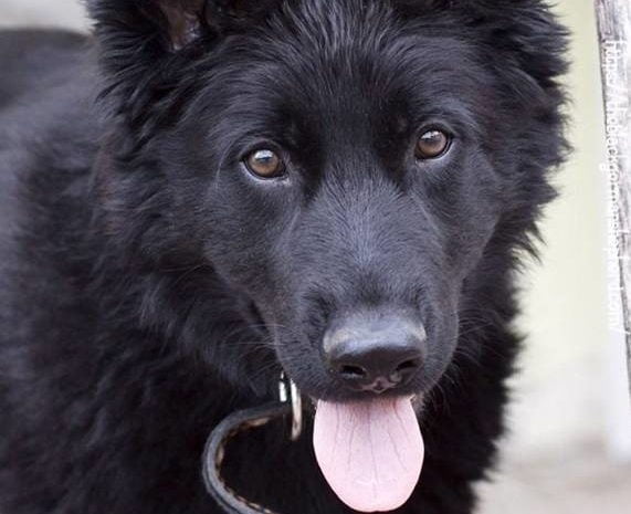 black german shepherd south africa