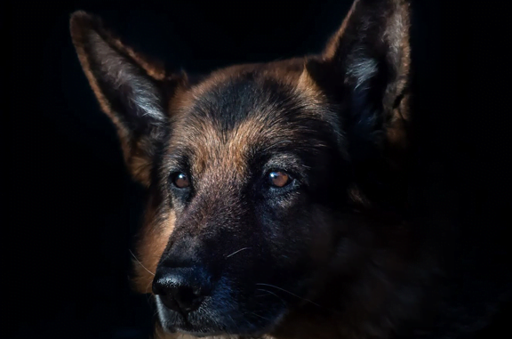 Black German Shepherd training