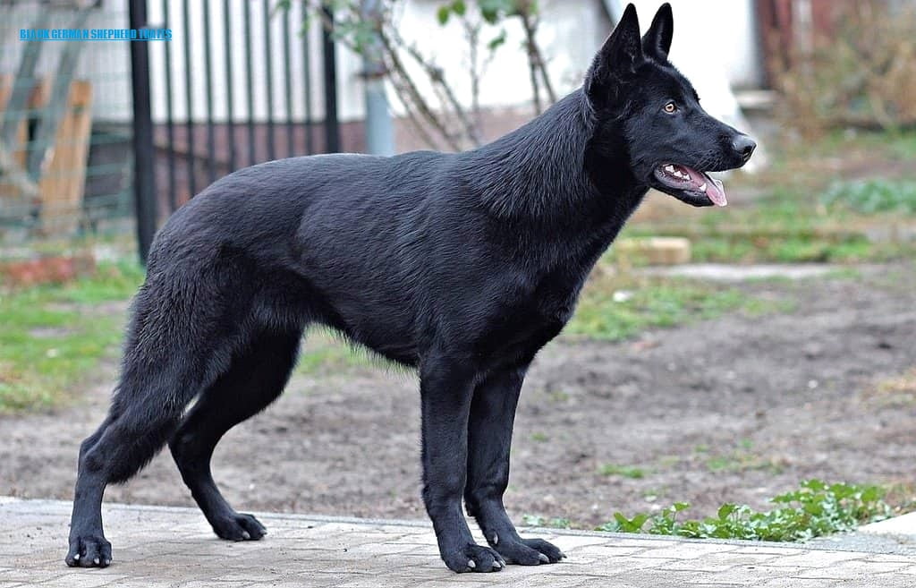 HISTORICAL BACKGROUND OF BLACK GERMAN SHEPHERD