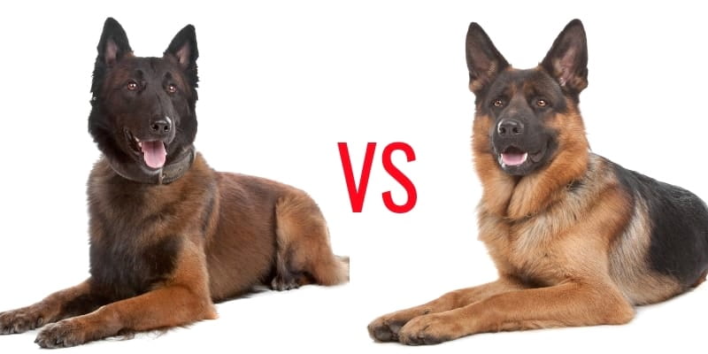 Black German Shepherd VS Belgian Shepherd