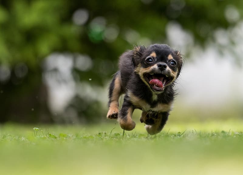 Black german shepherd breed