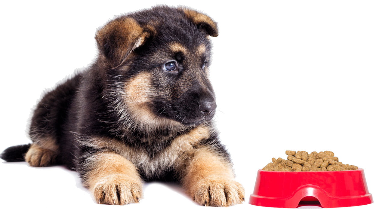 Foods to avoid throughout Black German Shepherd lifespan