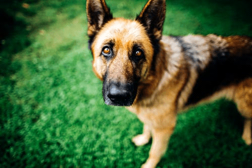 Black German Shepherd Pitbull Mix The Black German Shepherd