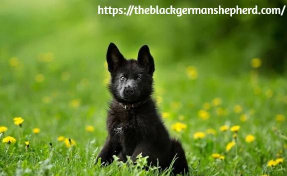 black german shepherd south Africa physical appearance