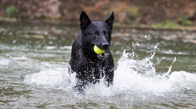 black german shepherd and white german shepherd