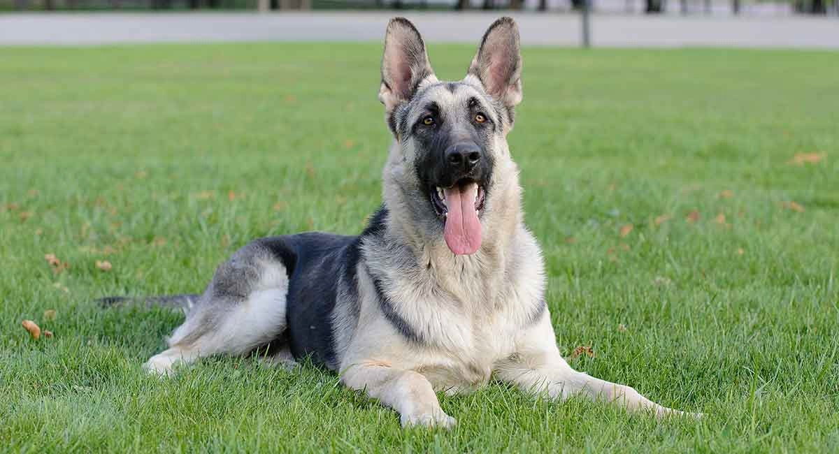 Black German Shepherd Pitbull Mix The Black German Shepherd