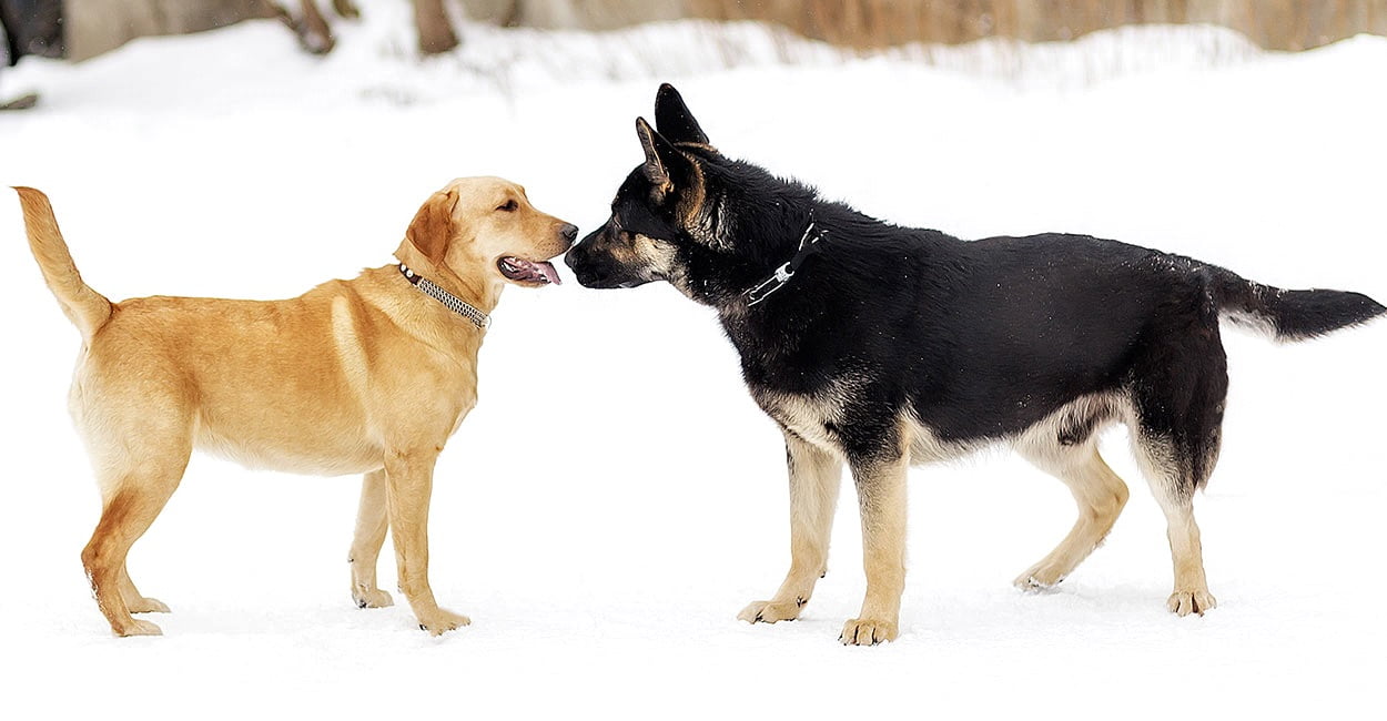 Black German Shepherd In Snow - The black german shepherd