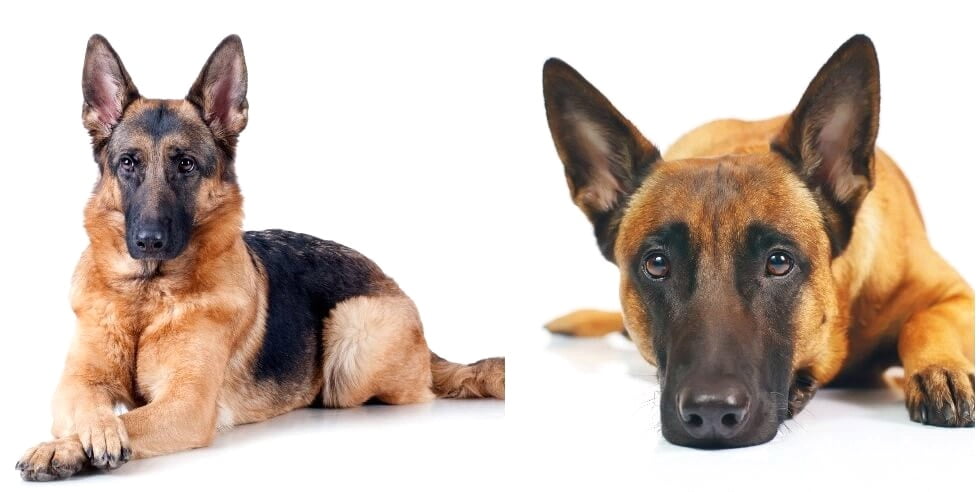 Black German Shepherd VS Belgian Shepherd - The black german shepherd