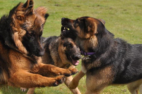 German shepherd puppies