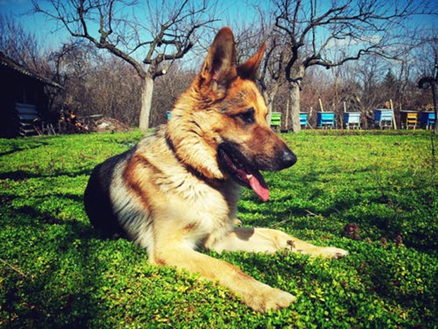 German shepherd