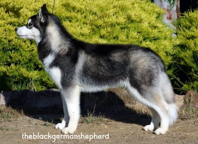 Black German shepherd