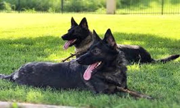 BEHAVIORAL CHARACTERISTICS OF BLACK GS VS BELGIAN SHEPHERD