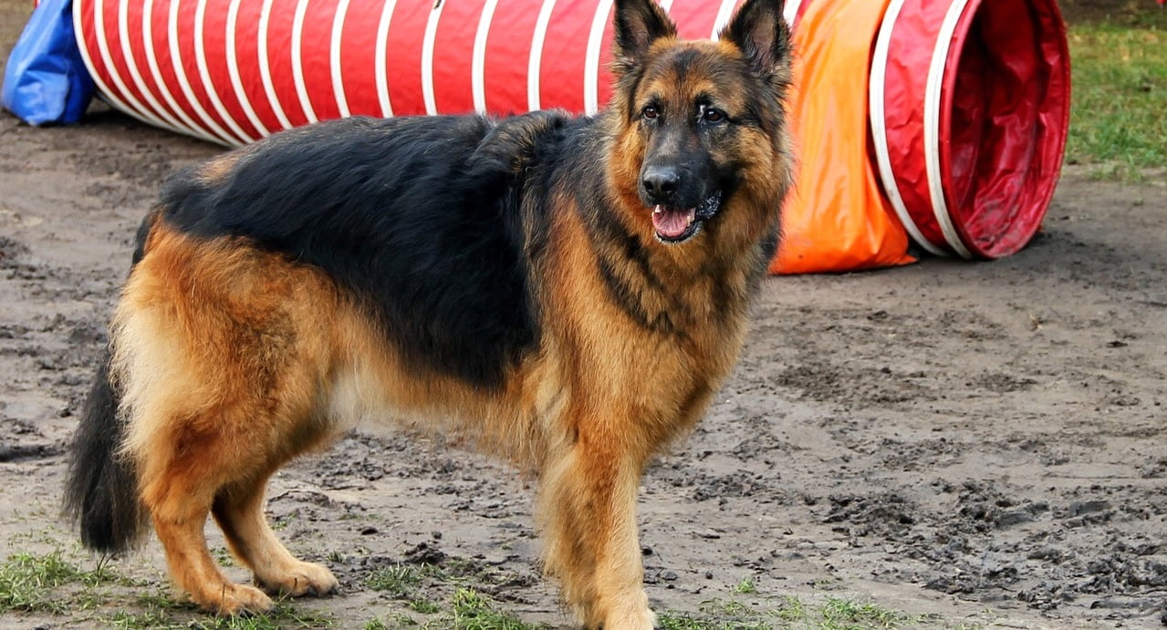 Black German shepherd pitbull