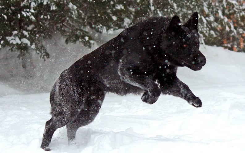 Black German Shepherd In Snow - The black german shepherd