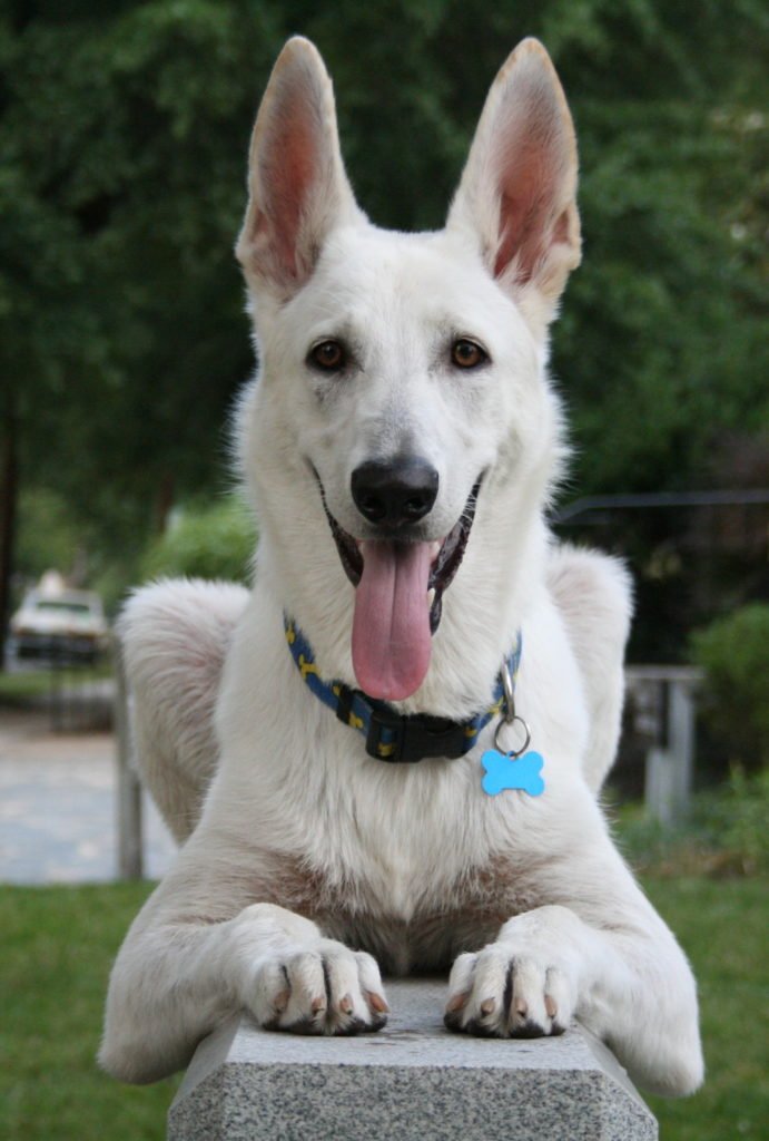 Black German Shepherd And White German Shepherd The Black German