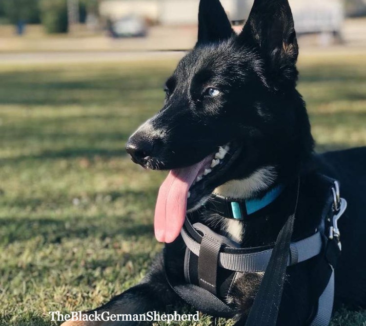 Black Gerberian Shepsky