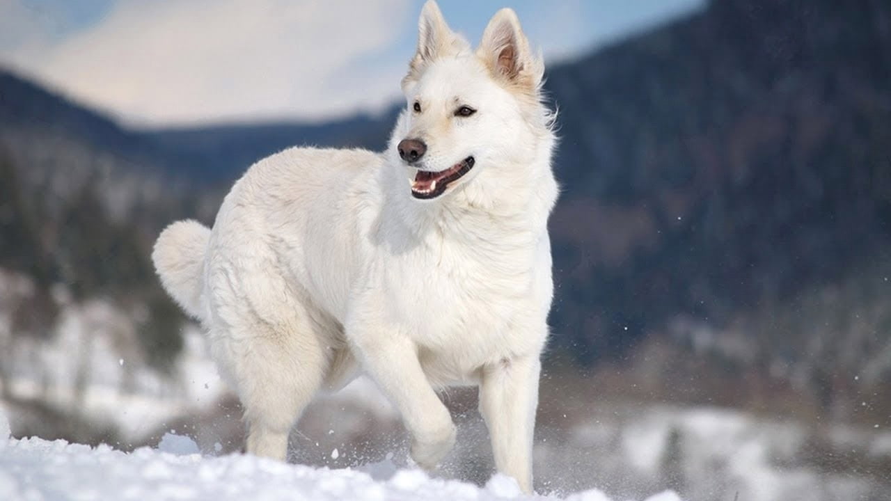 PLAYING WITH SNOW