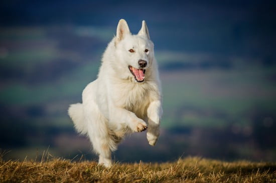 white german shepherd