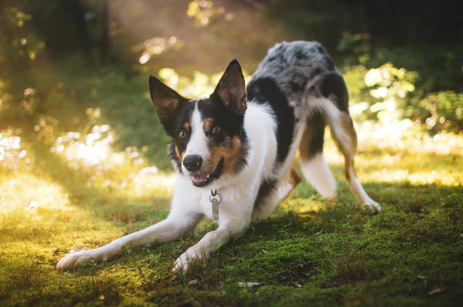 BREEDS OF BEST GUARD DOGS 