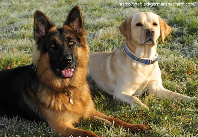 HOW TO TRAIN A GERMAN SHEPHERD GOLDEN RETRIEVER MIX