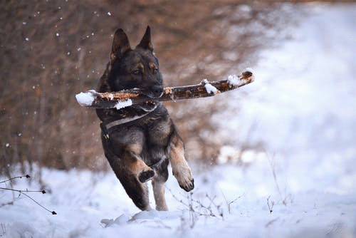 All about the temperament of Black German Shepherds