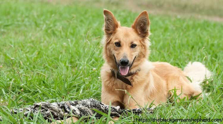 Black German Shepherd Golden Retriever Mix The Ultimate Family Dog   7 