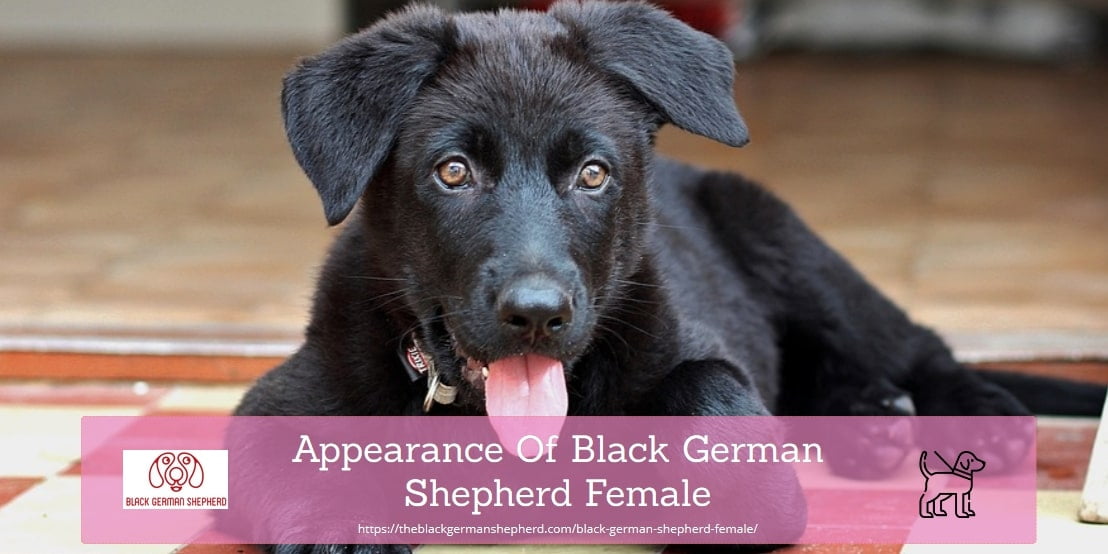 Appearance Of Black German Shepherd Female