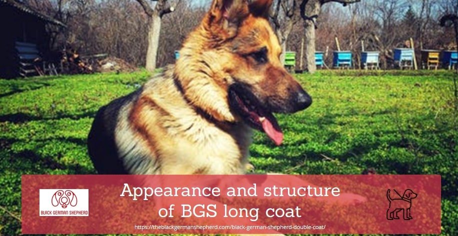 Appearance and structure of BGS