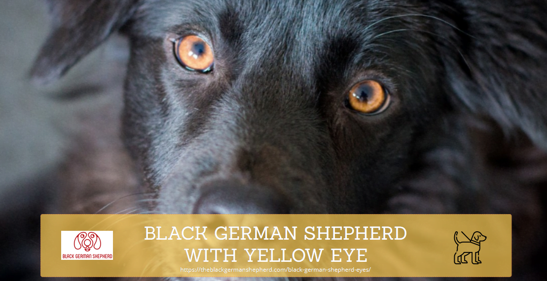 BLACK GERMAN SHEPHERD WITH YELLOW EYE