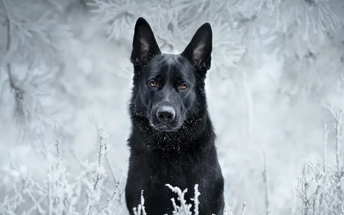 Black German Shepherd In Snow