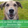 Black German Shepherd Golden Retriever Mix