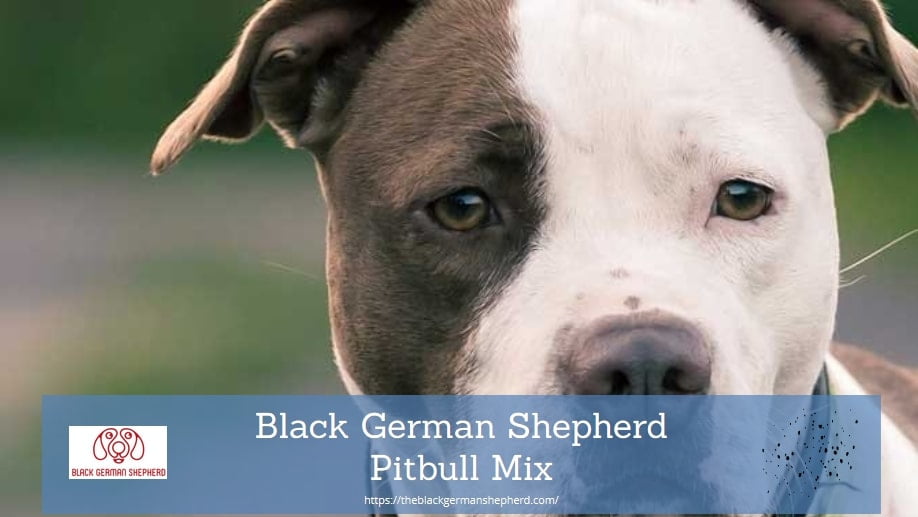 Black German Shepherd Pitbull Mix