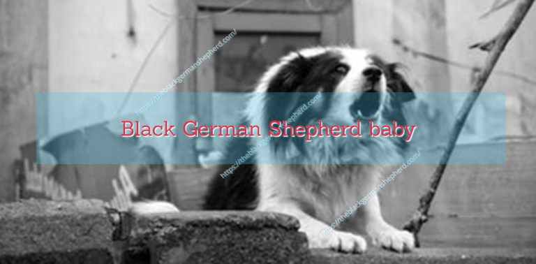 Black German Shepherd baby