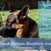Black German Shepherd cross