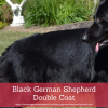 Black German Shepherd double coat