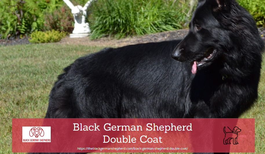 are german shepherd double coated