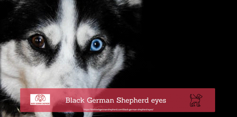 Black German Shepherd eyes