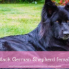Black German Shepherd female