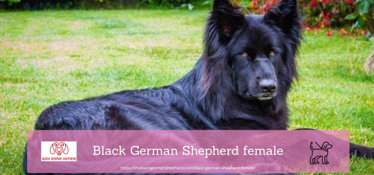 Black German Shepherd female