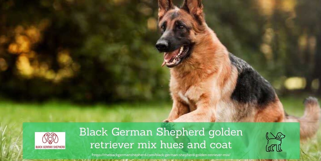 Black German Shepherd Golden Retriever Mix