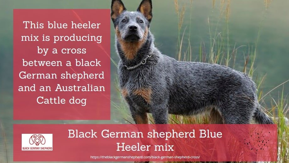 Black German shepherd Blue Heeler mix