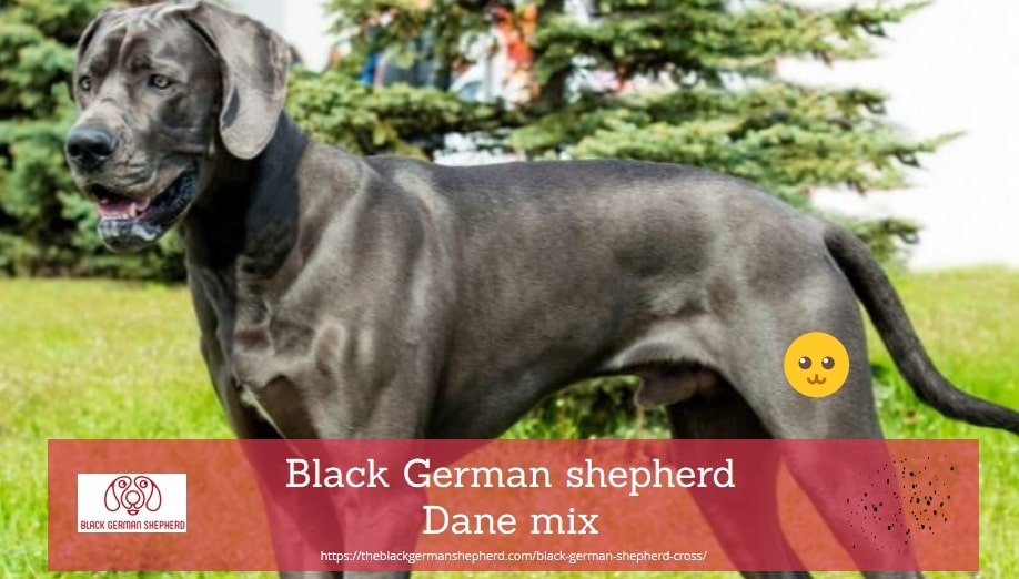 Black German shepherd Dane mix