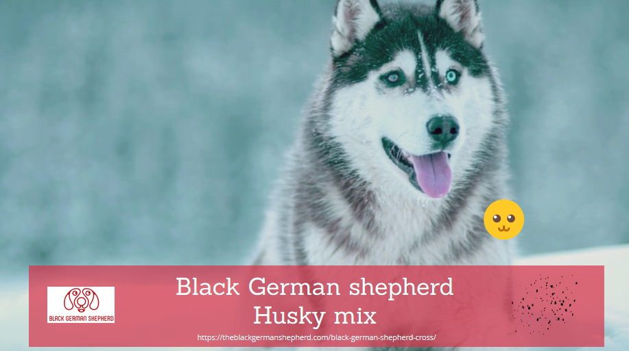 Black German shepherd Husky mix