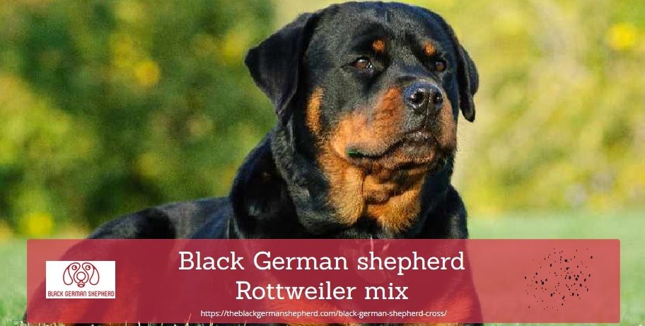 Black German shepherd Rottweiler mix