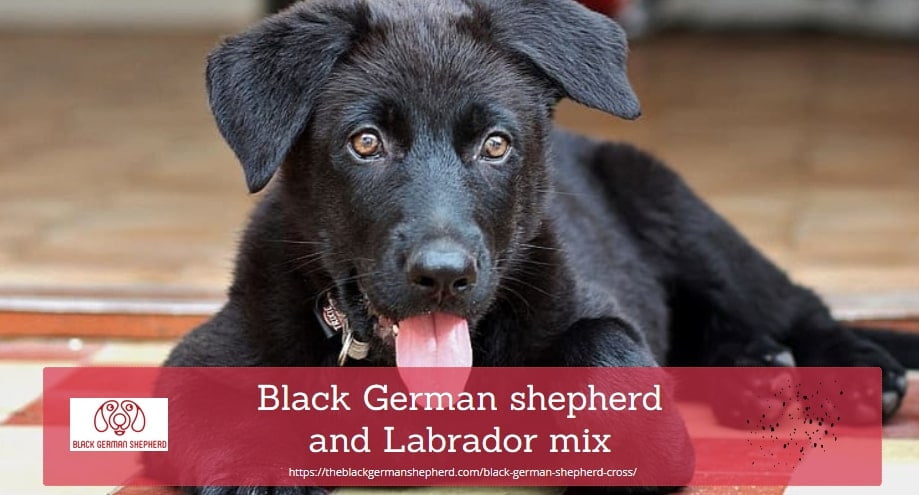 Black German shepherd and Labrador mix