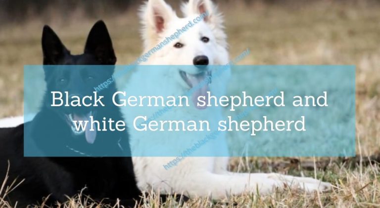 Black German shepherd and white German shepherd